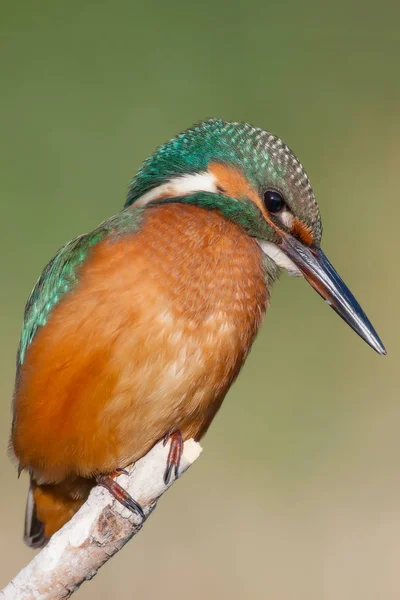 Cute Little Colorful Bird Kingfisher Green Nature Background — Stock Photo, Image