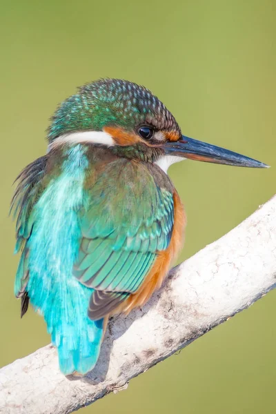 Söt Liten Färgglad Fågel Kungsfiskare Grön Natur Bakgrund — Stockfoto