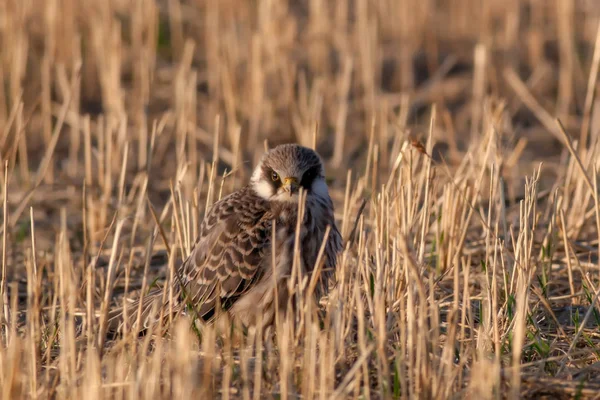 Vahşi Kuş Falco Sarı Alan Arka Planı Avrasya Hobisi Falco — Stok fotoğraf