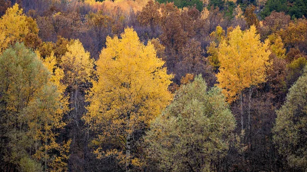 Autumn Landscape Photography Colorful Forest Background Ankara Cubuk Karagol Turkey — Stock Photo, Image