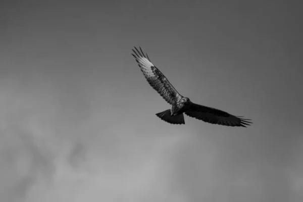 Uçan Şahin Gri Gökyüzü Arka Planı Kuş Uzun Bacaklı Şahin — Stok fotoğraf