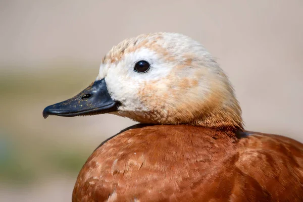 Niedliches Vogelporträt Natürlicher Hintergrund Vogel Rostlaube Tadorna Ferruginea — Stockfoto