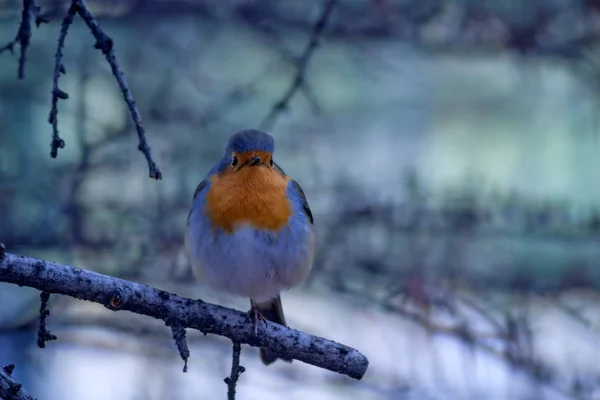 Que Lindo Passarinho Fundo Floresta Inverno Pássaro Robin Europeu Erithacus — Fotografia de Stock
