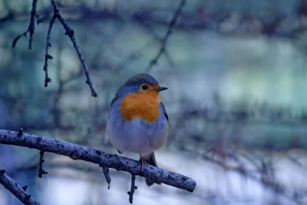 Joli Merle Aux Oiseaux Fond Forêt Hiver Oiseau Robin Des — Photo