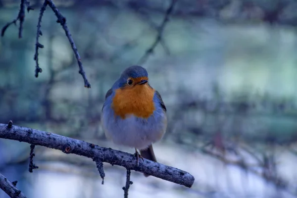 Cute Ptak Robin Tło Lasu Zimowego Ptak Europejski Robin Erithacus — Zdjęcie stockowe