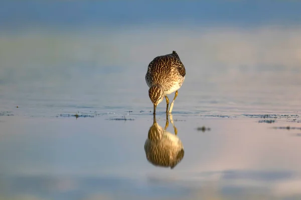 Niedlichen Wasservogel Waldwasserläufer Wasser Natur Hintergrund Vogel Tringa Glareola — Stockfoto
