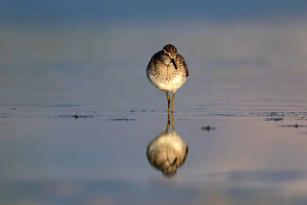 Pássaro Água Bonito Madeira Sandpiper Fundo Natureza Água Pássaro Tringa — Fotografia de Stock