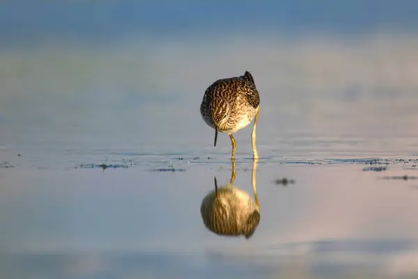 Pássaro Água Bonito Madeira Sandpiper Fundo Natureza Água Pássaro Tringa — Fotografia de Stock