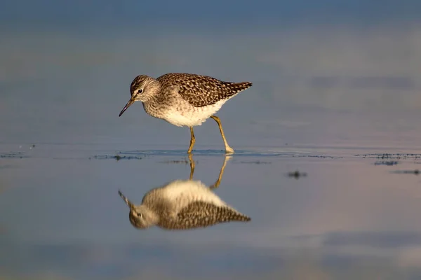 Pássaro Água Bonito Madeira Sandpiper Fundo Natureza Água Pássaro Tringa — Fotografia de Stock