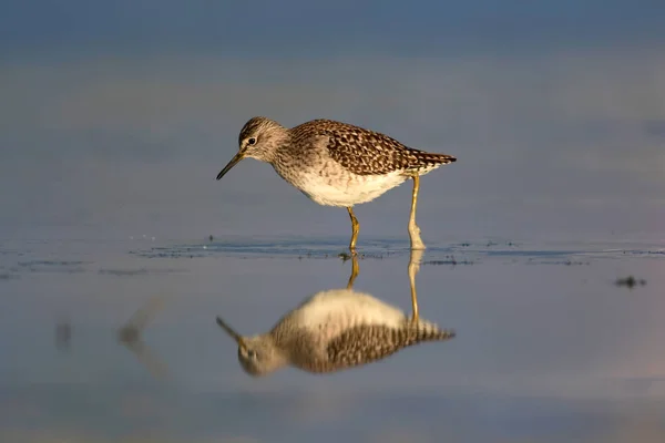 Bécasseau Bois Oiseau Eau Mignon Arrière Plan Nature Aquatique Oiseau — Photo