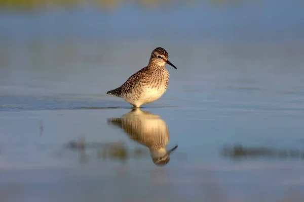 Roztomilý Vodní Pták Wood Sandpiper Vodní Přírodní Pozadí Pták Tringa — Stock fotografie