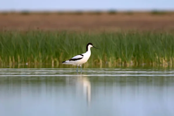 Oiseau Eau Blanche Noire Pied Avocet Habitat Naturel Fond Recurvirostra — Photo