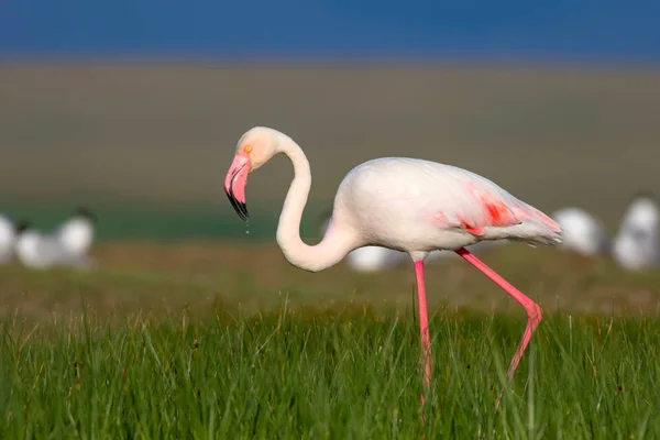 Colorful Bird Flamingo Natural Background Bird Greater Flamingo Phoenicopterus Roseus — Stock Photo, Image