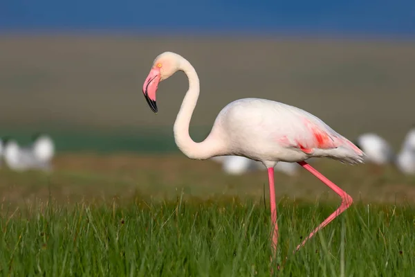 Colorful Bird Flamingo Natural Background Bird Greater Flamingo Phoenicopterus Roseus — Stock Photo, Image