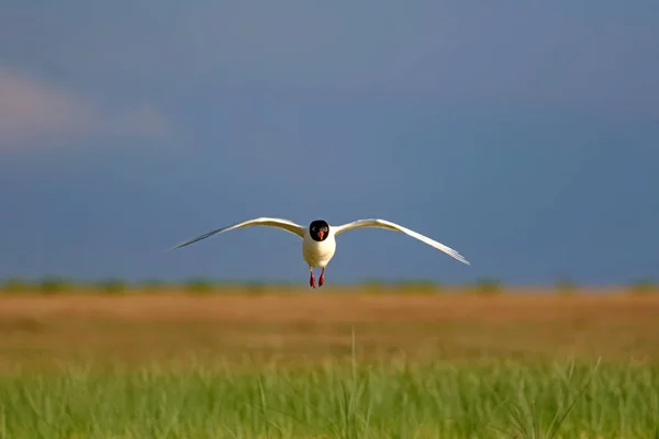 Fliegende Weiße Möwen Blaugrüner Natur Hintergrund Vogel Mittelmeermöwe Ichthyaetus Melanocephalus — Stockfoto