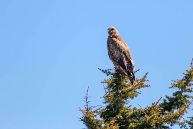 Vahşi kuş. Yırtıcı kuş. Mavi gökyüzü arka planı.