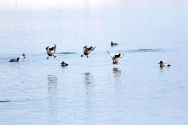 Uçan ördekler. Kış doğa arka plan. Ankara Gölbaşı Mogan Gölü. Türkiye. 