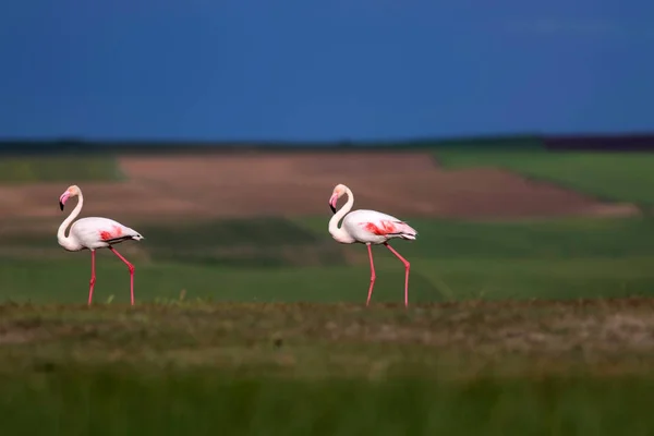 Plameňák Pestrý Přirozené Pozadí Plameňák Velký Féficopterus Roseus — Stock fotografie