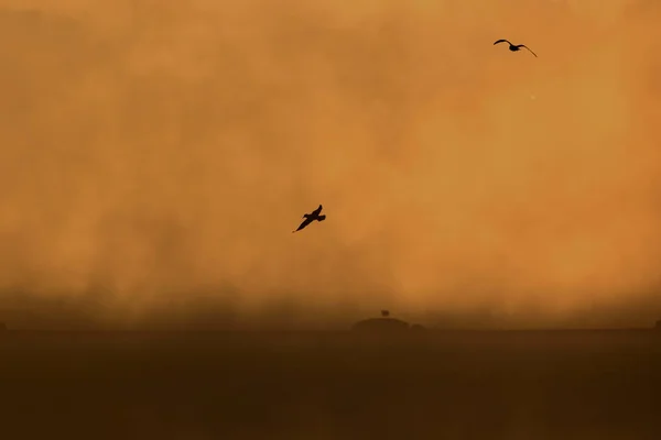 Lago Del Tramonto Uccelli Foggy Tramonto Sfondo Natura Lago Ankara — Foto Stock