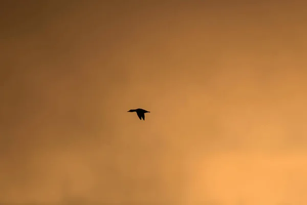 Gün Batımı Gölü Kuşlar Sisli Gün Batımı Doğa Arka Plan — Stok fotoğraf