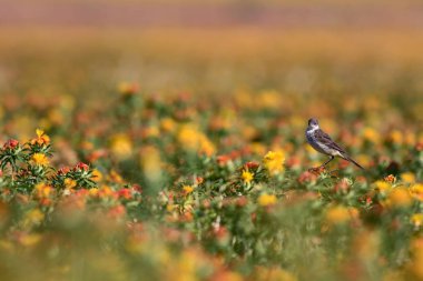 Renkli çiçekler. Carthamus Tinctorius. Renkli bir alan. Doğa arkaplanı. 