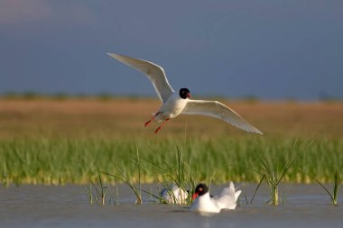 Beyaz martı. Mavi yeşil doğa arka plan. Kuş: Akdeniz Gull. Icthyaetus melokephalus.