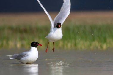 Beyaz martı. Mavi yeşil doğa arka plan. Kuş: Akdeniz Gull. Icthyaetus melokephalus.
