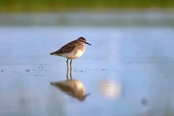 Bécasseau Bois Oiseau Eau Mignon Arrière Plan Nature Aquatique Oiseau — Photo