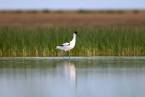 Oiseau Eau Blanche Noire Pied Avocet Habitat Naturel Fond Recurvirostra — Photo