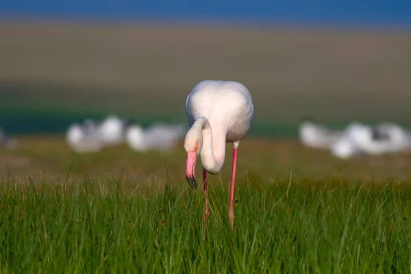 Flamingo Pássaro Colorido Fundo Natural Pássaro Flamingo Maior Phoenicopterus Roseus — Fotografia de Stock