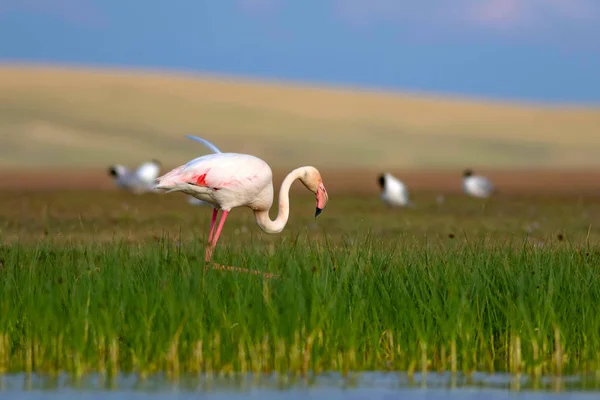 Bunten Vogel Flamingo Natürlicher Hintergrund Vogel Großer Flamingo Phönix Roseus — Stockfoto