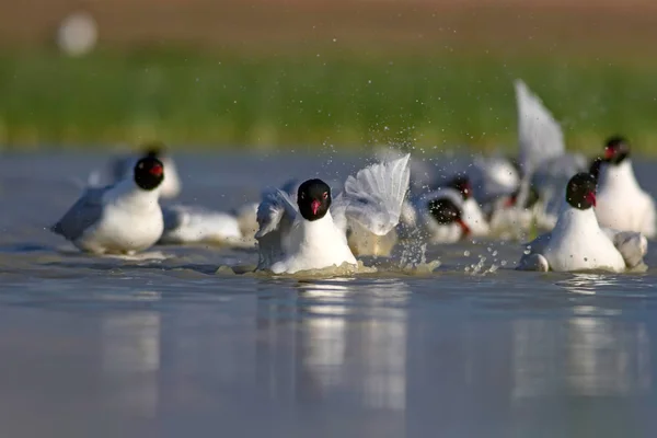 White Gulls Biru Hijau Latar Belakang Alam Burung Camar Mediterania — Stok Foto