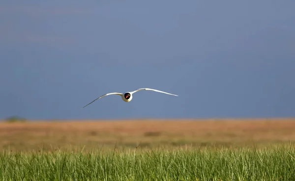 Möwen Blaugrüner Natur Hintergrund Vogel Mittelmeermöwe Ichthyaetus Melanocephalus — Stockfoto