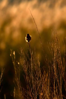 Sevimli küçük kuş. Sarı doğa arka planı. Kuş: Whinchat. Saxicola rubetra.