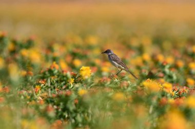 Renkli çiçekler. Carthamus Tinctorius. Renkli bir alan. Doğa arkaplanı. 
