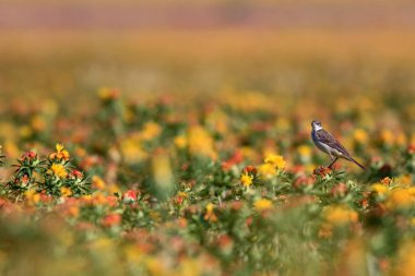 Renkli çiçekler. Carthamus Tinctorius. Renkli bir alan. Doğa arkaplanı. 