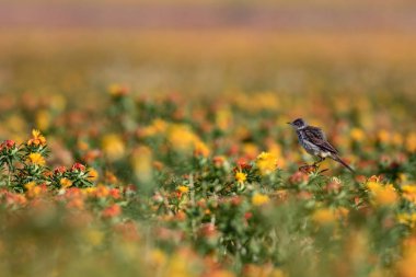 Renkli çiçekler. Carthamus Tinctorius. Renkli bir alan. Doğa arkaplanı. 