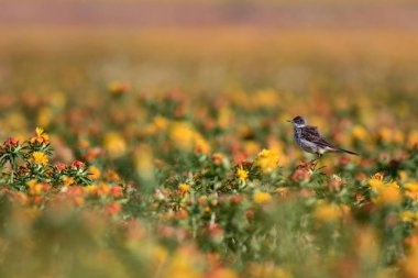 Renkli çiçekler. Carthamus Tinctorius. Renkli bir alan. Doğa arkaplanı. 