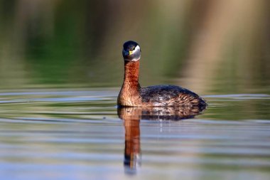 Yüzen kuş. Kuş: Yeşil, mavi doğa arka plan. Kırmızı boyunlu Grebe. Podiceps grisegena. 