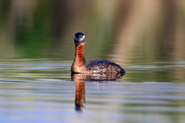 Yüzen kuş. Kuş: Yeşil, mavi doğa arka plan. Kırmızı boyunlu Grebe. Podiceps grisegena. 