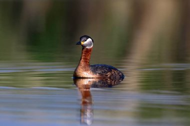 Yüzen kuş. Kuş: Yeşil, mavi doğa arka plan. Kırmızı boyunlu Grebe. Podiceps grisegena. 