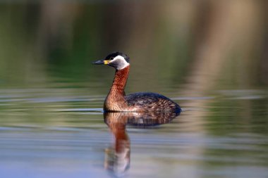 Yüzen kuş. Kuş: Yeşil, mavi doğa arka plan. Kırmızı boyunlu Grebe. Podiceps grisegena. 