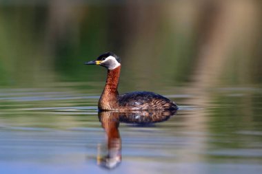 Yüzen kuş. Kuş: Yeşil, mavi doğa arka plan. Kırmızı boyunlu Grebe. Podiceps grisegena. 