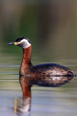 Yüzen kuş. Kuş: Yeşil, mavi doğa arka plan. Kırmızı boyunlu Grebe. Podiceps grisegena. 
