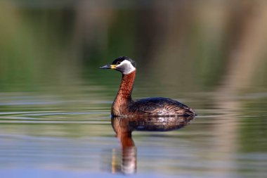 Yüzen kuş. Kuş: Yeşil, mavi doğa arka plan. Kırmızı boyunlu Grebe. Podiceps grisegena. 
