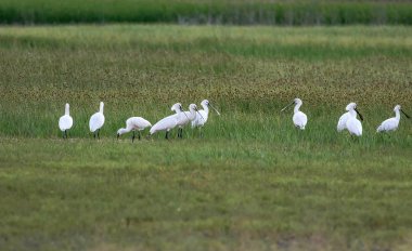 Balıkçıl. Yeşil doğa arka planı. Kuşlar: Avrasya Kaşıkçı. Platalea leucorodia.