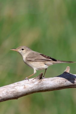 Sevimli kuş. Doğal arka plan. 