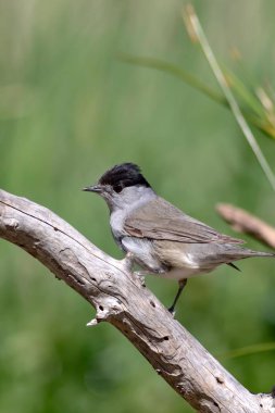 Sevimli kuş. Yeşil doğa arka planı. Kuş: Avrasya Blackcap. Sylvia atricapilla.