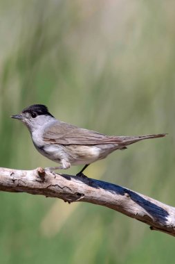 Sevimli kuş. Yeşil doğa arka planı. Kuş: Avrasya Blackcap. Sylvia atricapilla.