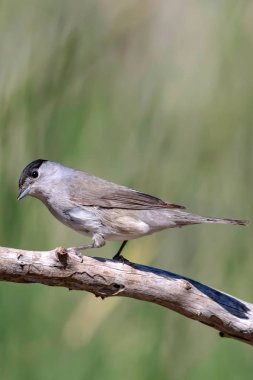 Sevimli kuş. Yeşil doğa arka planı. Kuş: Avrasya Blackcap. Sylvia atricapilla.